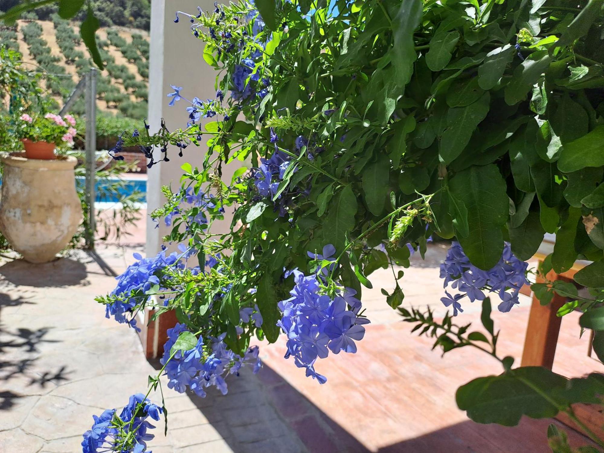 Cortijo Berruguilla Villa Lojilla Ngoại thất bức ảnh